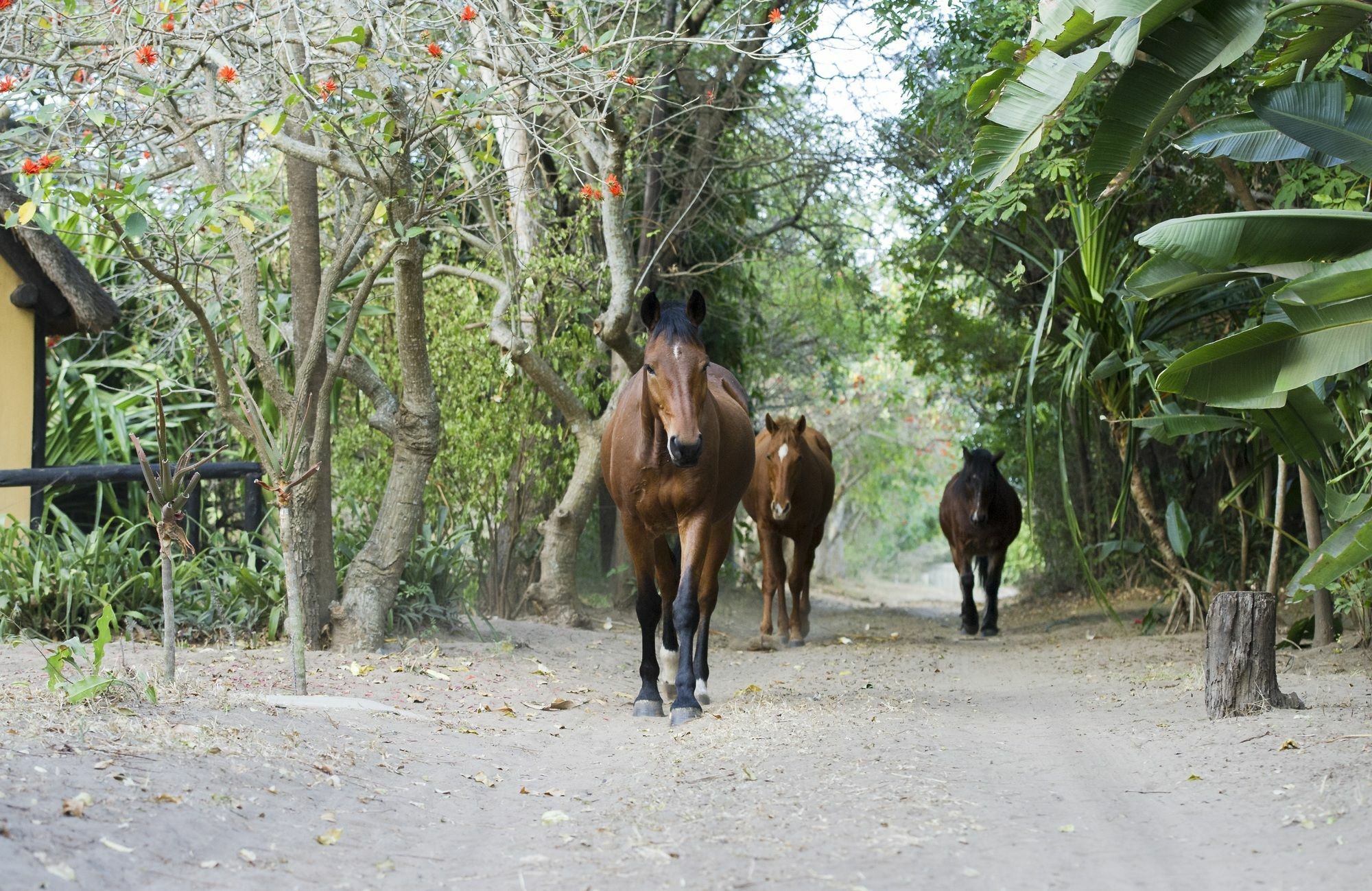 We Bushcamp & Horse Safaris Villa Hluhluwe Esterno foto